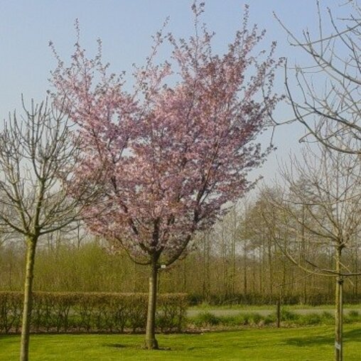 Prunus sargentii